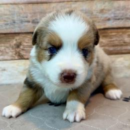 Wendy - Red merle female Miniature Australian Shepherd puppy in Midway, Texas from L Bar W Aussie Ranch