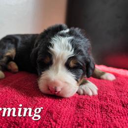 Charming - Black rust and white male Bernese Mountain Dog puppy in Blackfoot, Idaho from Draper Mountain Doodles