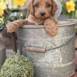 Remi - Red female Cockapoo puppy in Alexandria, Alabama from Bright and Beautiful Cockapoos and Doodles