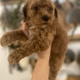Goldendoodle and Poodle Puppies from Still Waters Farm