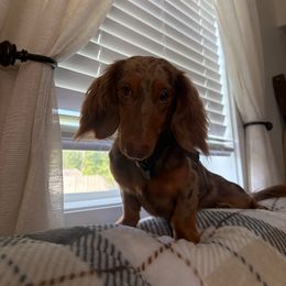 Mia - Dachshund