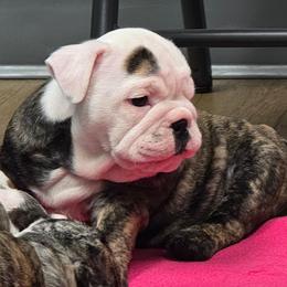 Envy - Red brindle and white female Bulldog puppy in Laurel, Montana from Bull Mountain Bulldogs