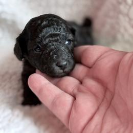 Boba - Silver male Poodle puppy in Marsing, Idaho from Araceli Toy Poodles