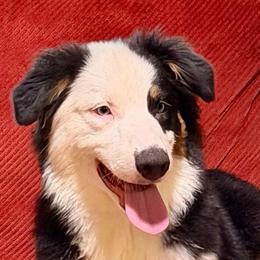 Minnie - Black tri-color female Australian Shepherd puppy in Lynnville, Indiana from Moonlightaussies