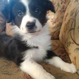 Miniature Australian Shepherds from Antelope Hill Aussies