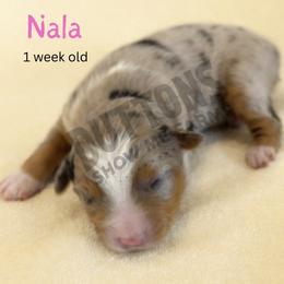 Nala - Blue merle female Miniature Australian Shepherd puppy in Oronogo, Missouri from Dutton's Show Me Farms