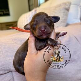 Orange Collar - Chocolate and cream male Dachshund puppy in Beaver, Pennsylvania from Meaden’s Mini Dachshunds