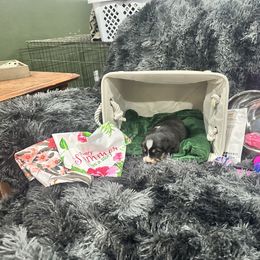 Moolah - Black tri-color female Australian Shepherd puppy in Vernal, Utah from Dancing M Kennels