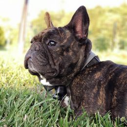 French Bulldogs from Sharon Lesio's French Bulldogs