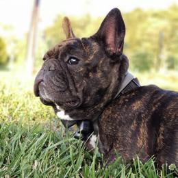 French Bulldogs from Sharon Lesio's French Bulldogs