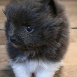 Blueberry - Blue female Pomeranian puppy in Pickton, Texas from Mandy's Precious Poms