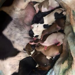 Dachshund puppies from Hidden Oaks Dachshunds