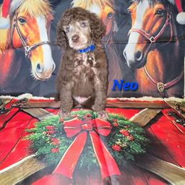 Neo - Brown male Poodle puppy in Woodbury, Pennsylvania from Zimmerman's Poodles