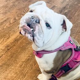 Athena - Bulldog