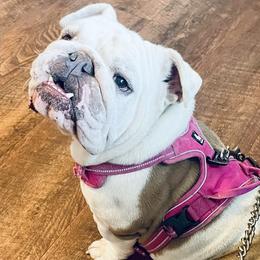 Athena - Bulldog