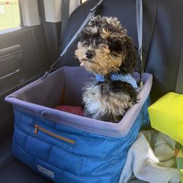 Cockapoo and Goldendoodle Puppies from Jax Doodles