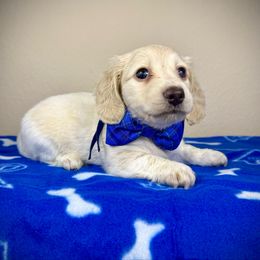 Blue Boy AKC - Cream male Dachshund puppy in Crandall, Texas from The Weenie Hut LLC