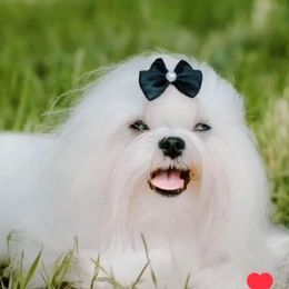 Sugar - Maltese