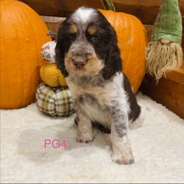 PG4 - Tri-Roan female English Springer Spaniel puppy in Britton, South Dakota from K&S Canines