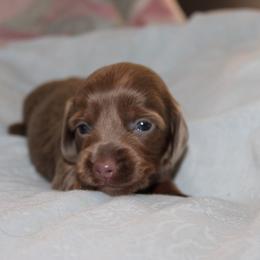 Girl 2 - Fawn (isabella) and tan female Dachshund puppy in Staley, North Carolina from Langley Farms Dachshunds