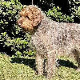 Phoebe - Wirehaired Pointing Griffon