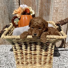 German Shorthaired Pointer and Labradoodle Puppies from Faddis Family Farms
