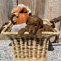 German Shorthaired Pointer and Labradoodle Puppies from Faddis Family Farms