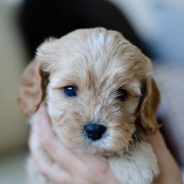 Darling - Cream female Cavapoo puppy in Aiken, Tennessee from Carolina Doodles & Co.
