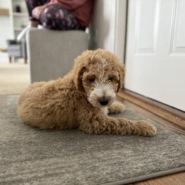Goldendoodle Puppies from Hannah Mae Doodles