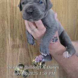 Great Dane puppies from Red Cloud Australian Shepherds and DeGray Great Danes & Bulldogs