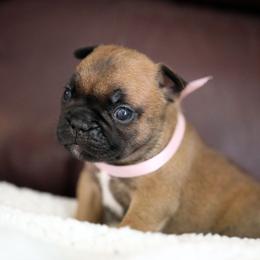 Pink Collar - Fawn and white female French Bulldog puppy in Wichita, Kansas from Phantasticus French Bulldogs
