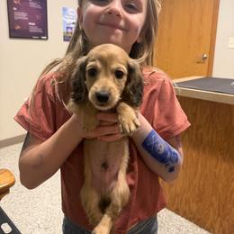 Boy 1 DO NOT FILL OUT APP UNLESS SERIOUS - Cream male Dachshund puppy in Wisconsin from Sabe and Shabe’s Doxies