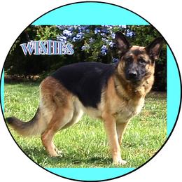 WISHES - German Shepherd