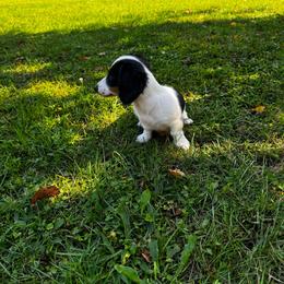 Indie - Piebald female Dachshund puppy in Johnson, Vermont from RBP Dachshunds