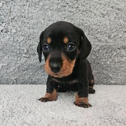 Black and tan female - Black and tan female Dachshund puppy in Belle Rive, Illinois from Akin's Miniature Dachshunds, LLC