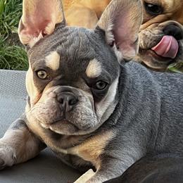 French Bulldogs from True Genetic Frenchies