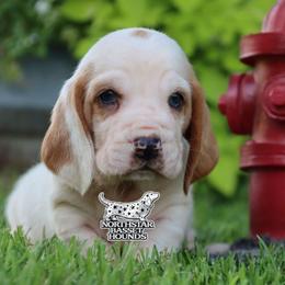 Pirate - Red and white male Basset Hound puppy in Pollock, Missouri from Northstar