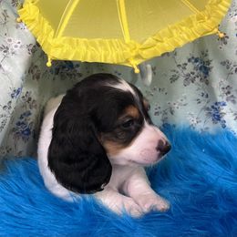 Booker - Black and tan male Dachshund puppy in Somerset, Pennsylvania from Rae’s Dapper Dachshunds