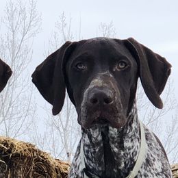 Wesson - German Shorthaired Pointer