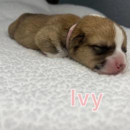 Pembroke Welsh Corgi Puppies from Corgi Lover Crew