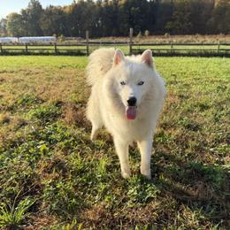 Siberian Husky All Grown Up from Nyzen Farms