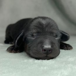 Male - Black male Dachshund puppy in Birmingham, Alabama from LongBottomDachshunds