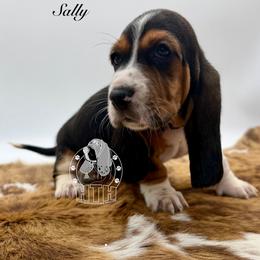 Sally - Black white and brown female Basset Hound puppy in Dingess, West Virginia from Tuckers' Howling Hounds