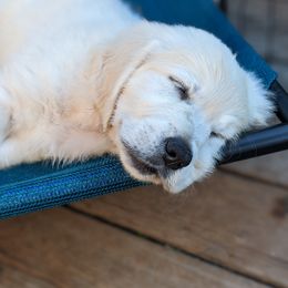 Golden Retriever Puppies from Cruz'n Golden Retrievers