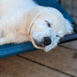 Golden Retriever Puppies from Cruz'n Golden Retrievers