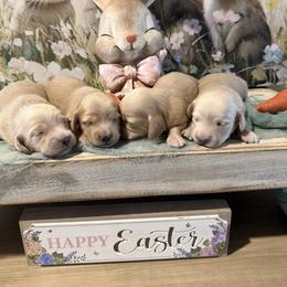 Dachshund Puppies from Cajun Pawfection