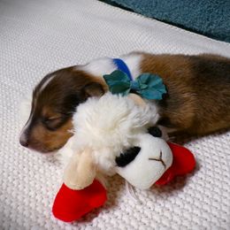 Blue Collar Sable Male - Sable and white male Collie puppy in Gleason, Tennessee from Liberty Collies