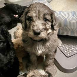 Alder - Merle male Assorted Doodle Crosses puppy in Kansas City, Missouri from Beary GoldenDoodles