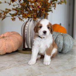 Yellow - Red female Bernedoodle puppy in Springville, Utah from JW Doodles
