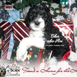 Bernedoodle Puppies from A Star is Born Doodles